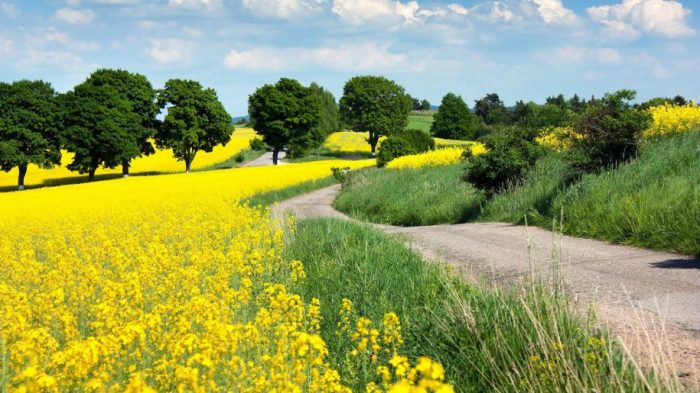landscape-with-yellow-flowers-fields-with-oilseed-rape-country-road-1920x1200-915x515